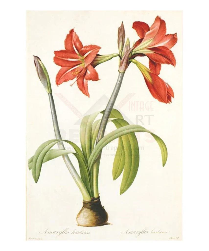 Redoute Amaryillis Brasiliensis - VINTAGEARTREPRINTS.COM