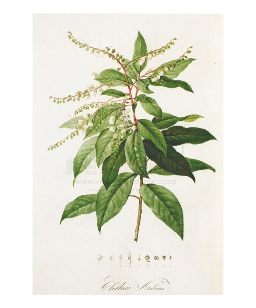 Redoute Clethra Arborea - VINTAGEARTREPRINTS.COM