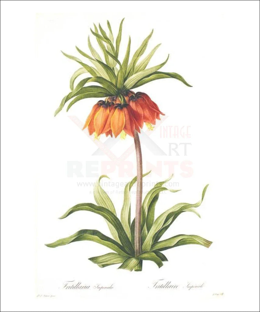 Redoute Fritillaria Imperialis - VINTAGEARTREPRINTS.COM
