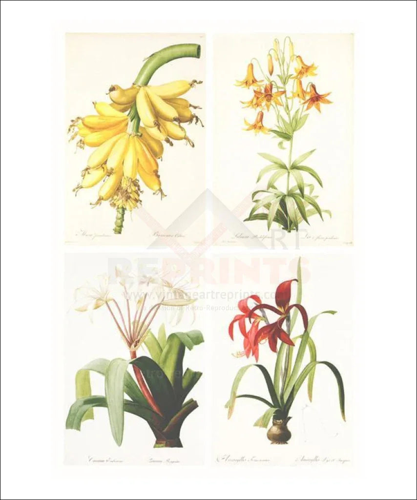 Redoute Group of 4 Lillys - VINTAGEARTREPRINTS.COM