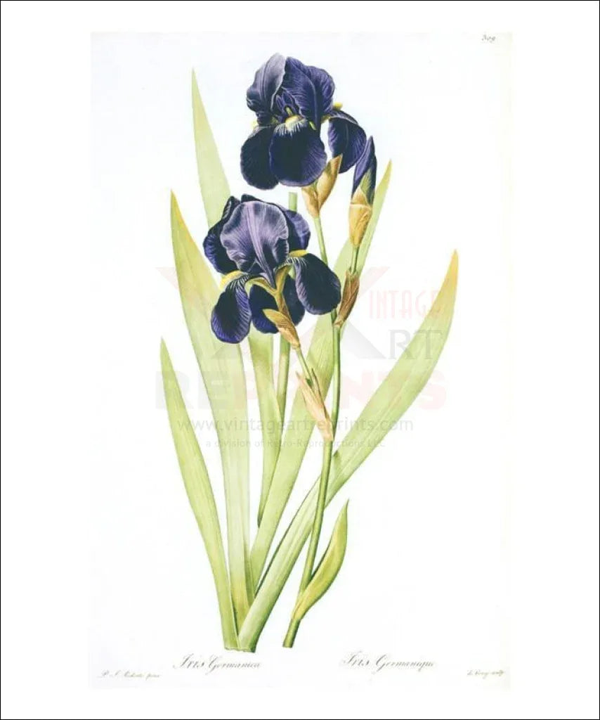 Redoute Iris Germanica - VINTAGEARTREPRINTS.COM