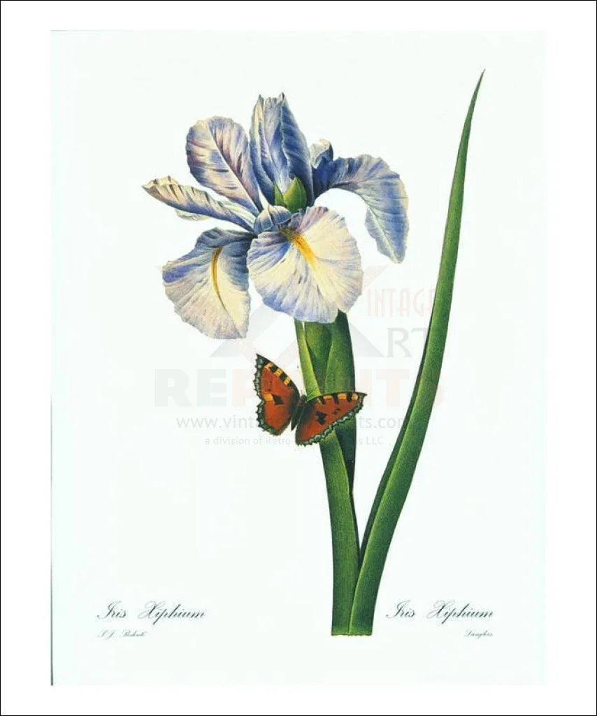 Redoute Iris Hiphium - VINTAGEARTREPRINTS.COM