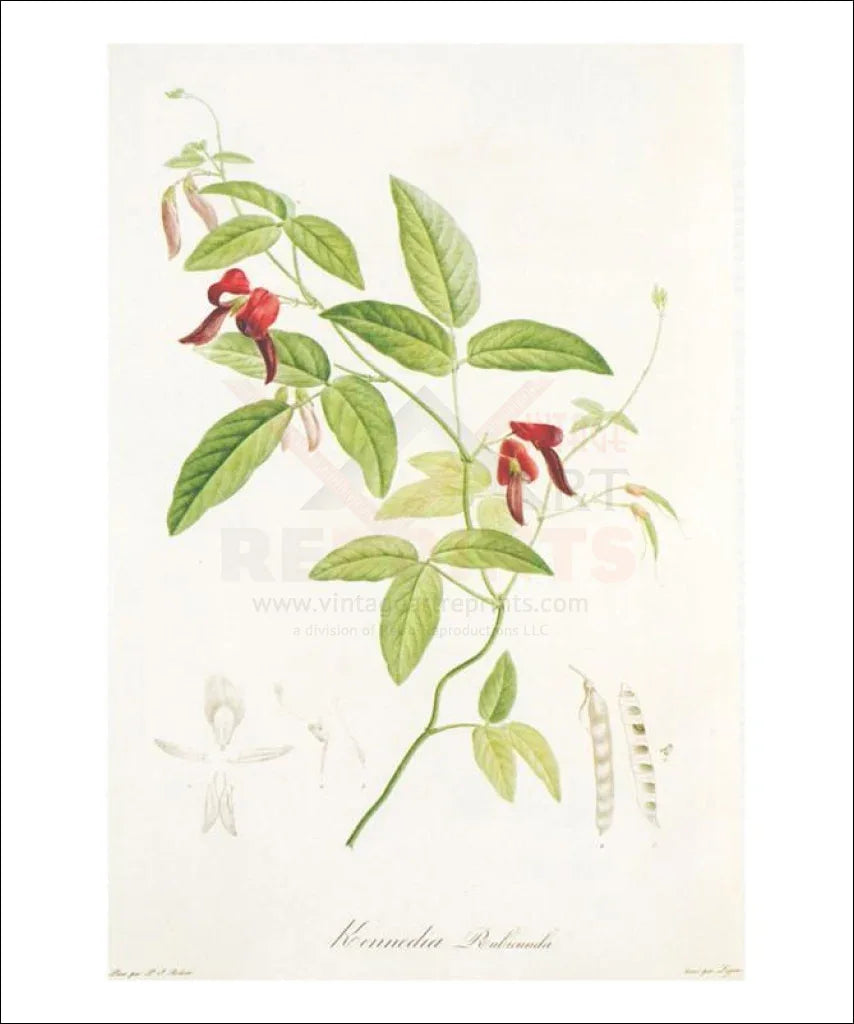 Redoute Kennedia Roulicunda - VINTAGEARTREPRINTS.COM