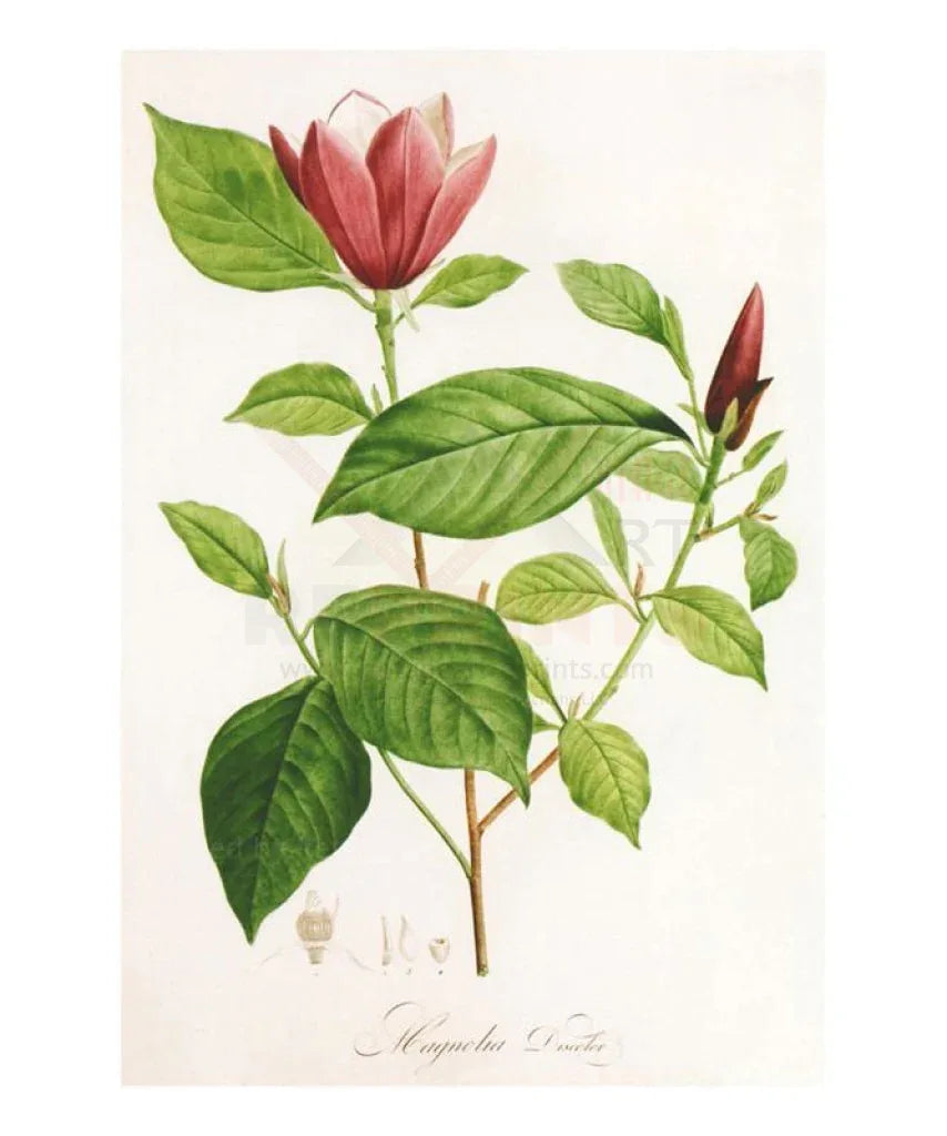 Redoute Magnolia Discolor - VINTAGEARTREPRINTS.COM