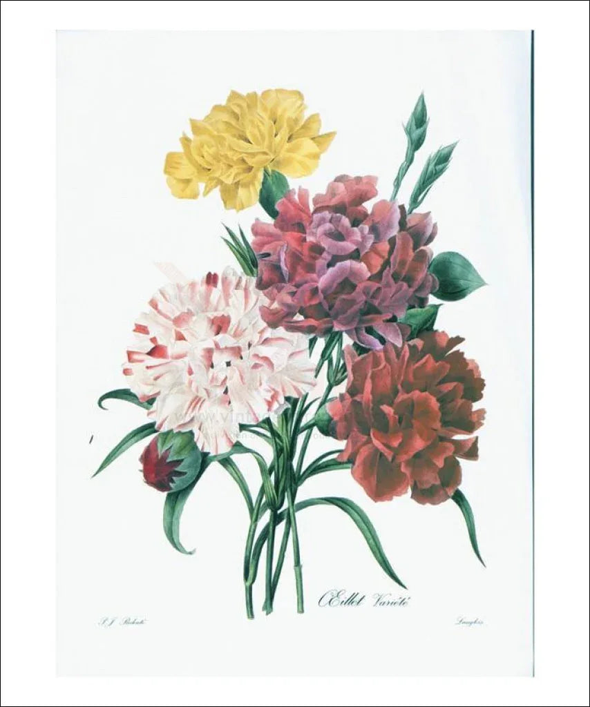 Redoute OEillet Variete - VINTAGEARTREPRINTS.COM