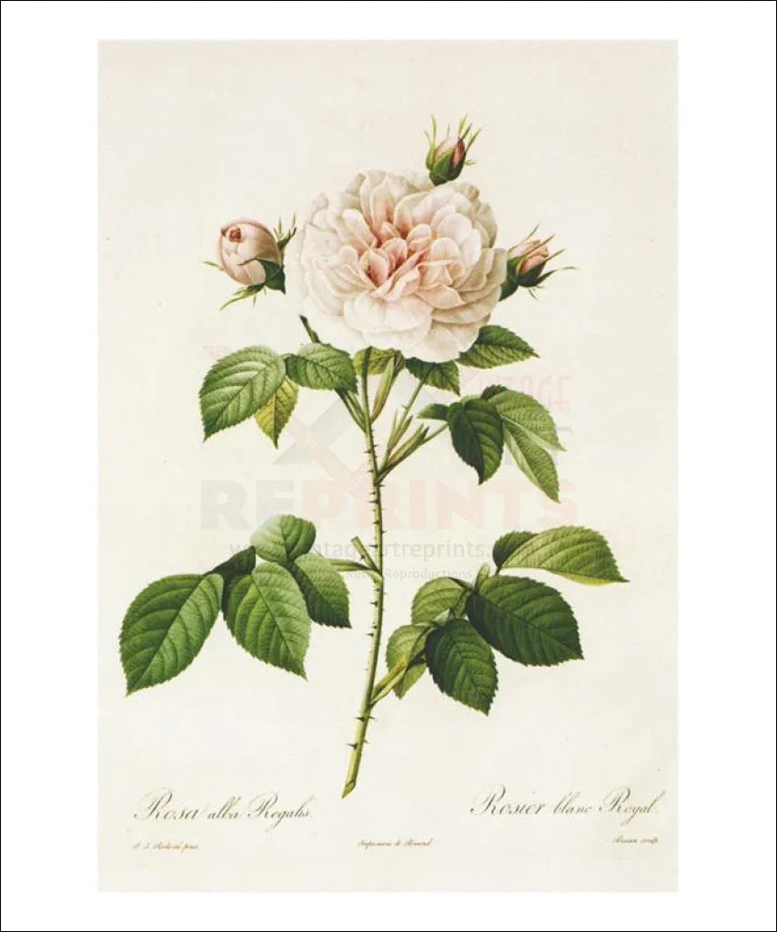 Redoute Rosa Alba Regalis - VINTAGEARTREPRINTS.COM