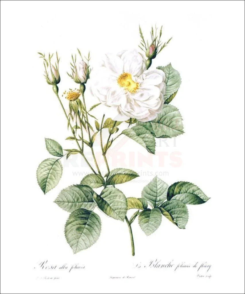 Redoute Rosa Alla Foliacea - VINTAGEARTREPRINTS.COM