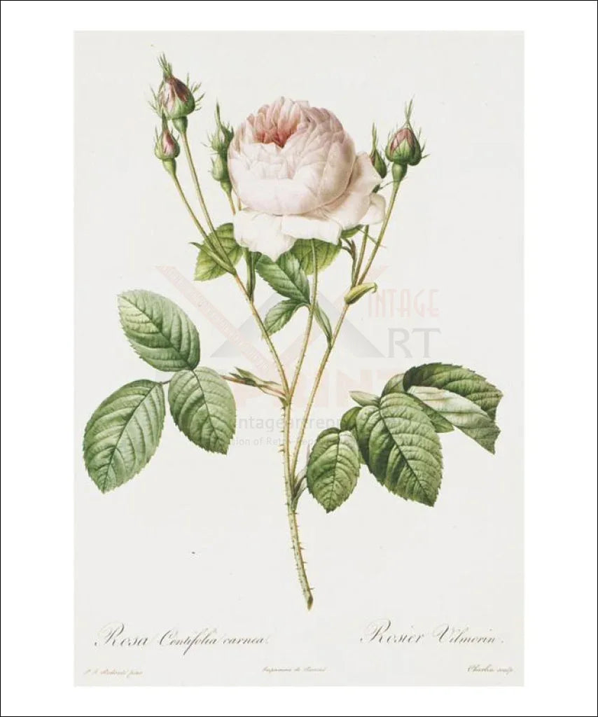 Redoute Rosa Centifolia Carnea - VINTAGEARTREPRINTS.COM