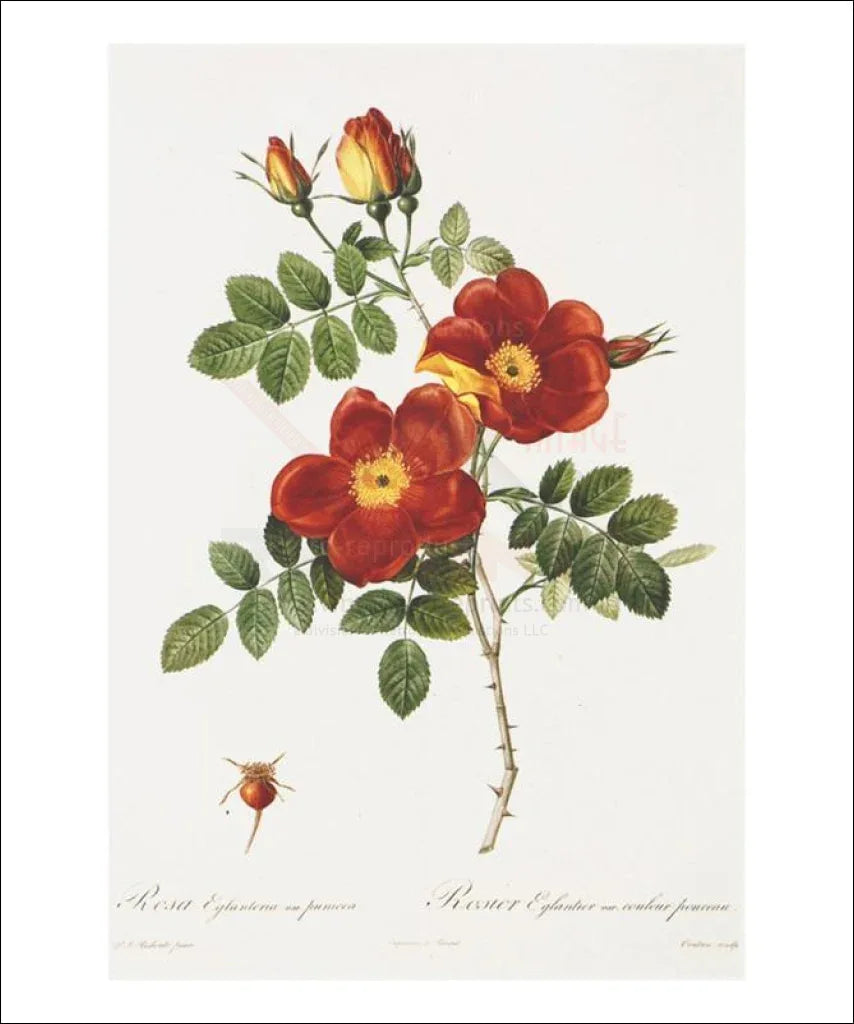 Redoute Rosa Eglanteria var. punicea - VINTAGEARTREPRINTS.COM