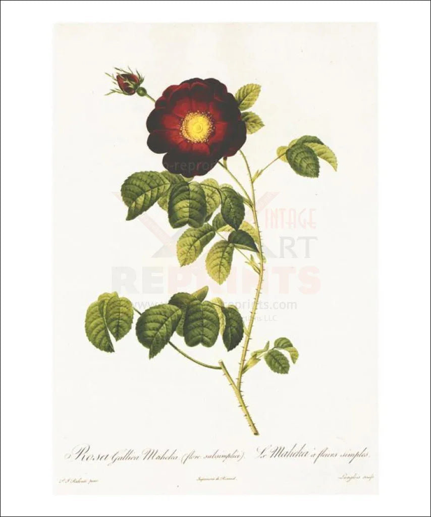 Redoute Rosa Gallica Maheka, Flower, Art Print - VINTAGEARTREPRINTS.COM