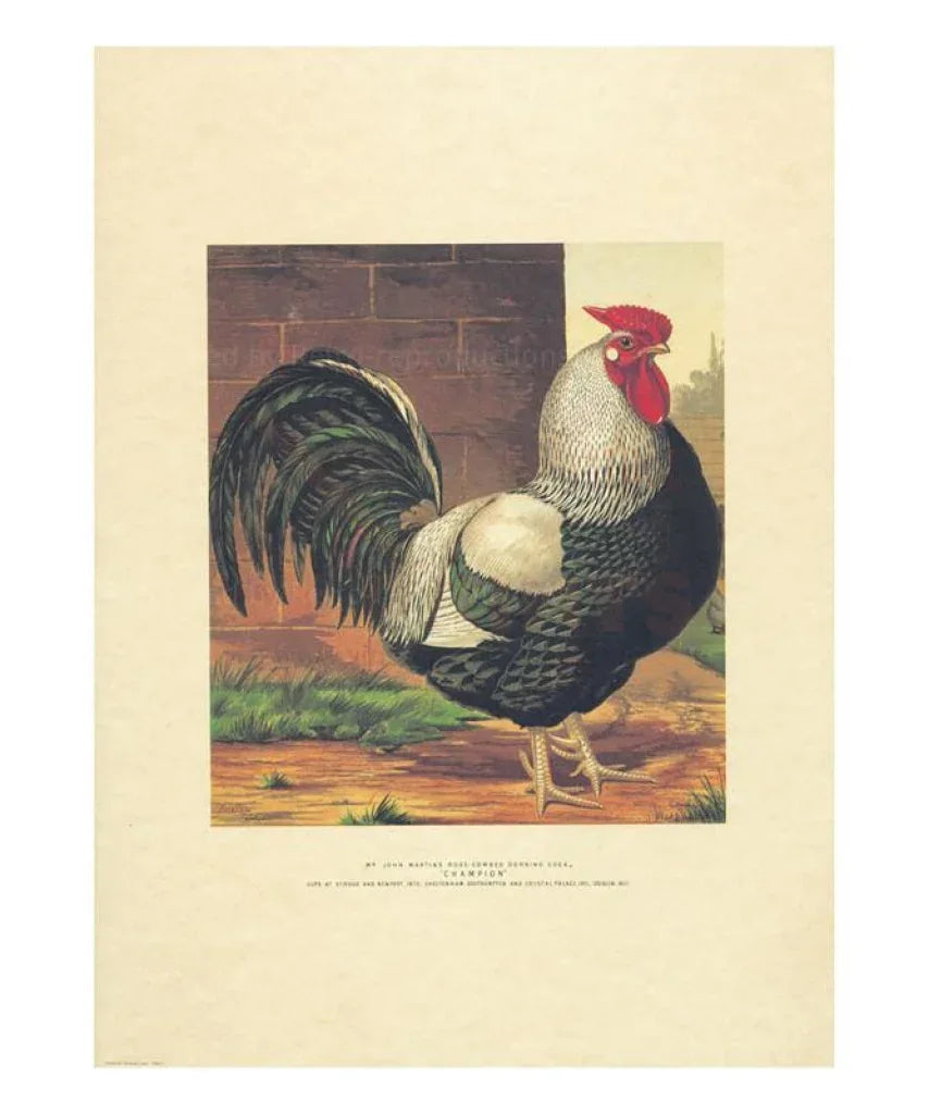 Rose-Combed Dorking Cock - VINTAGEARTREPRINTS.COM