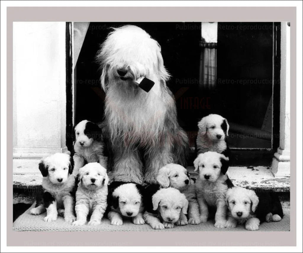 Mama Sheep Dog and Pups - VINTAGEARTREPRINTS.COM