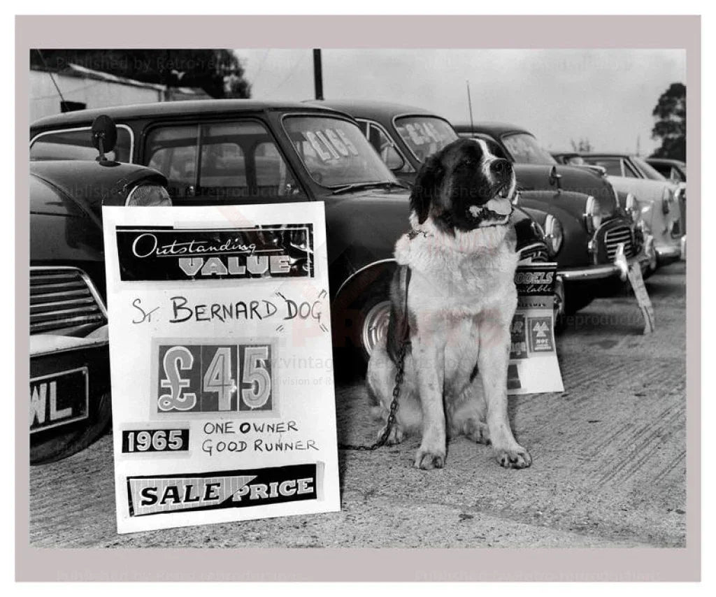 St Bernard Trade in - VINTAGEARTREPRINTS.COM