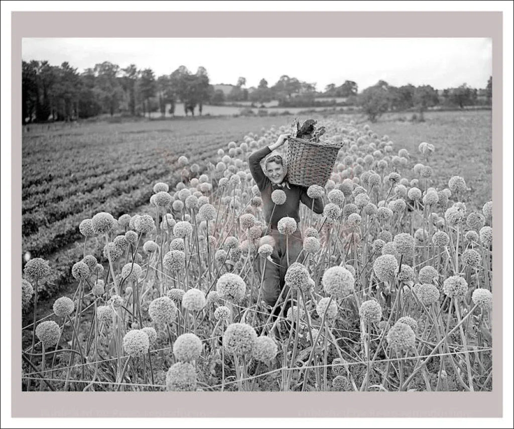 On the Land 21 - farming - VINTAGEARTREPRINTS.COM