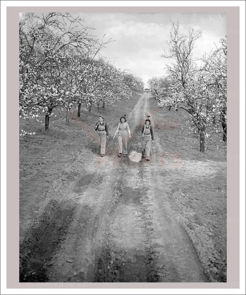 On the Land 12 - Harvesting Fruit Trees - VINTAGEARTREPRINTS.COM
