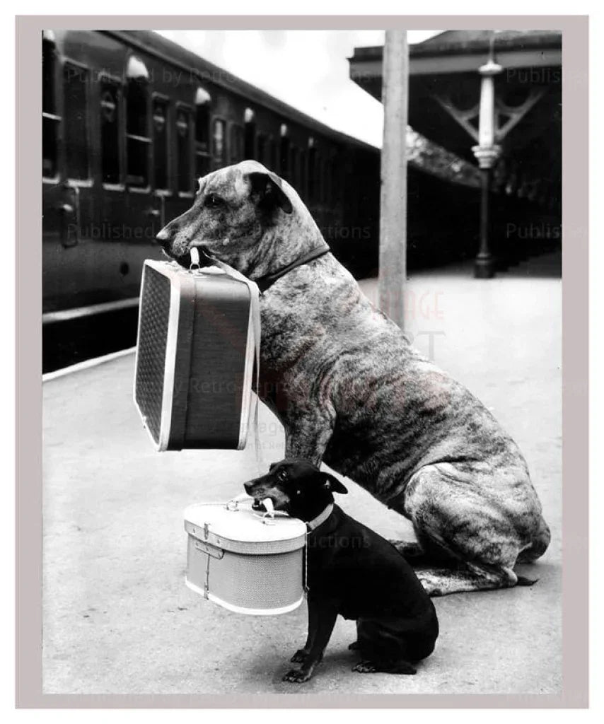 Dogs Wait at a Train Station - VINTAGEARTREPRINTS.COM