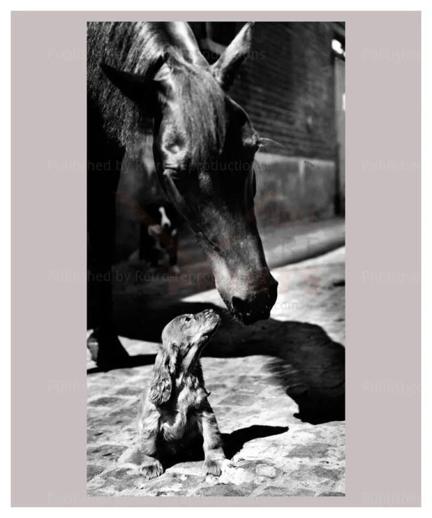 Who You Looking At? - VINTAGEARTREPRINTS.COM