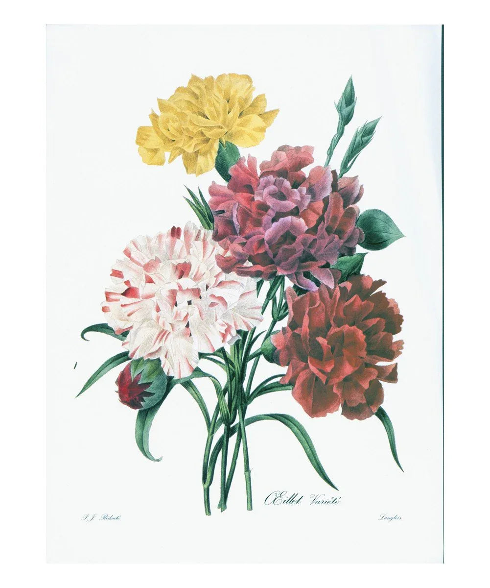 Redoute - VINTAGEARTREPRINTS.COM