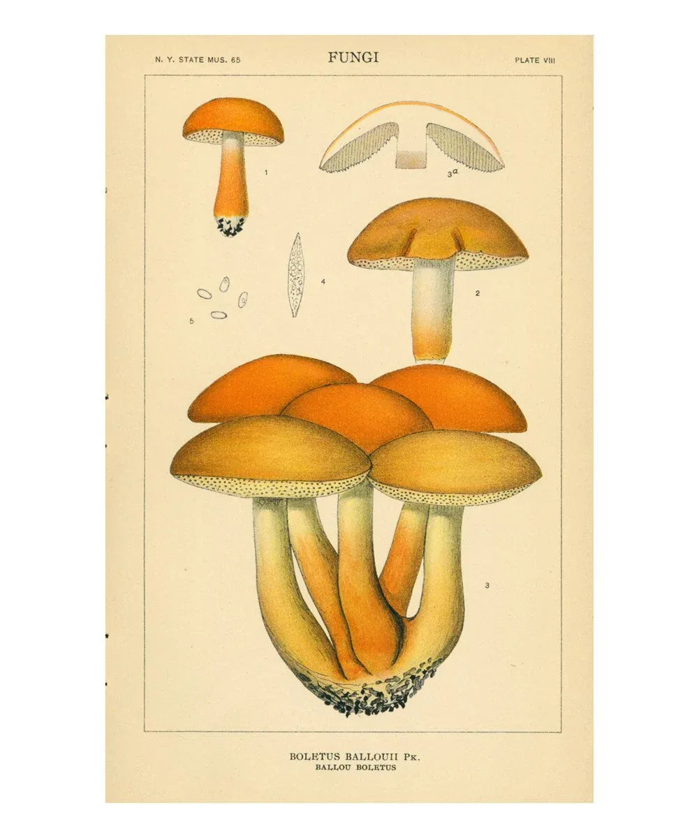 Mushrooms - VINTAGEARTREPRINTS.COM
