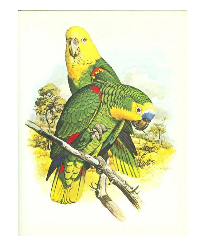 Parrots - VINTAGEARTREPRINTS.COM