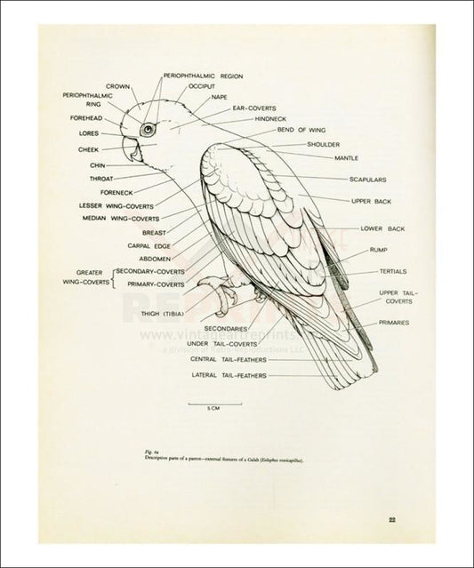 Descriptive parts of a parrot no. 22, Art Print - Vintage Art, canvas prints