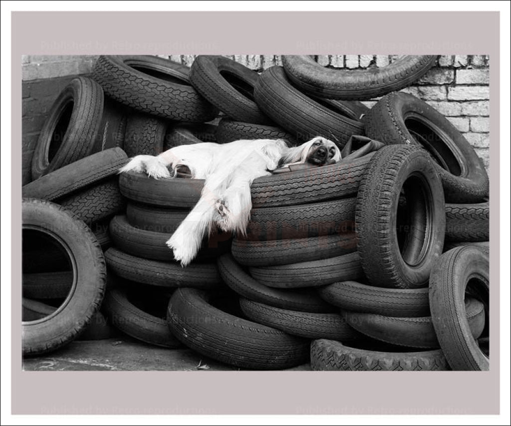 Dog Tired - Vintage Art, canvas prints