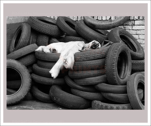 Dog Tired - Vintage Art, canvas prints