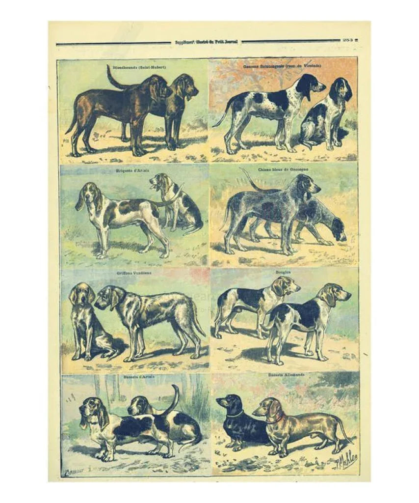 Hunting Dog Breeds - VINTAGEARTREPRINTS.COM
