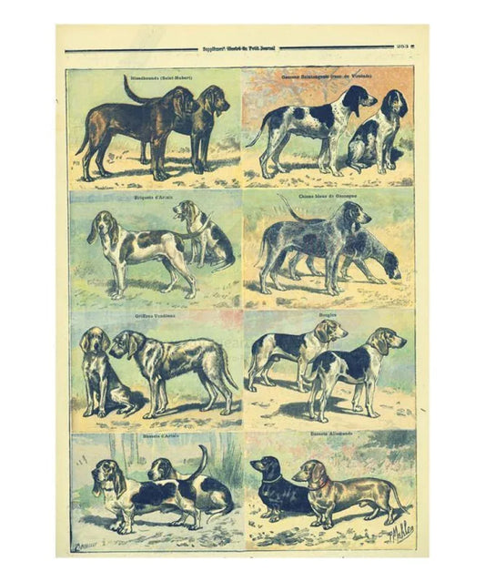 Hunting Dog Breeds - VINTAGEARTREPRINTS.COM