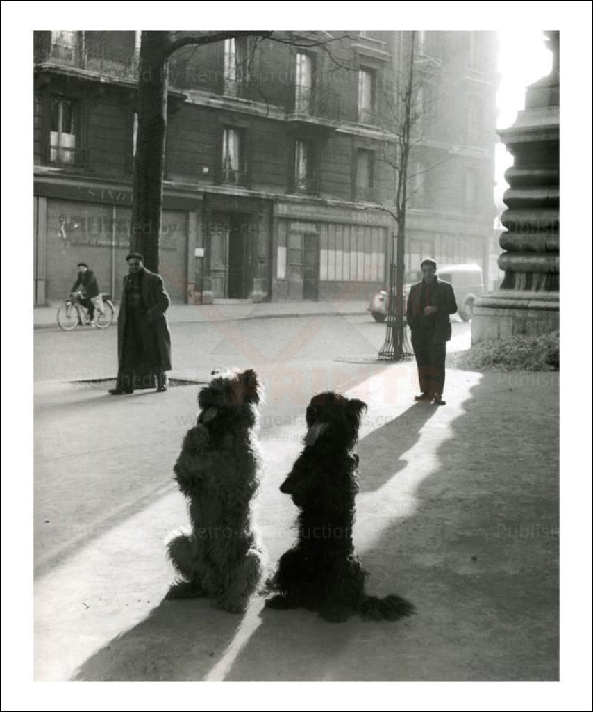 Doggies showing off Paris circa 1040's - Vintage Art, canvas prints