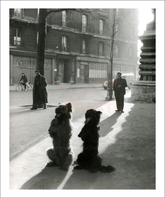 Doggies showing off Paris circa 1040's - Vintage Art, canvas prints