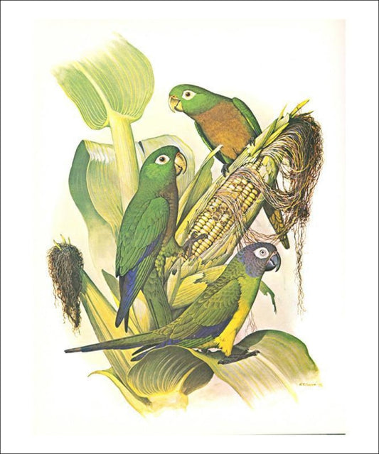 Dusky, Olive and Aztec Conures no. 400 - Vintage Art, canvas prints
