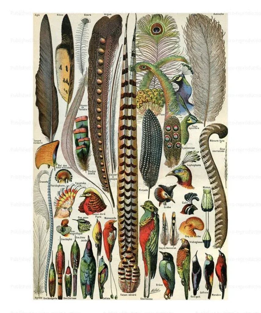 Feathers, Plumes - VINTAGEARTREPRINTS.COM