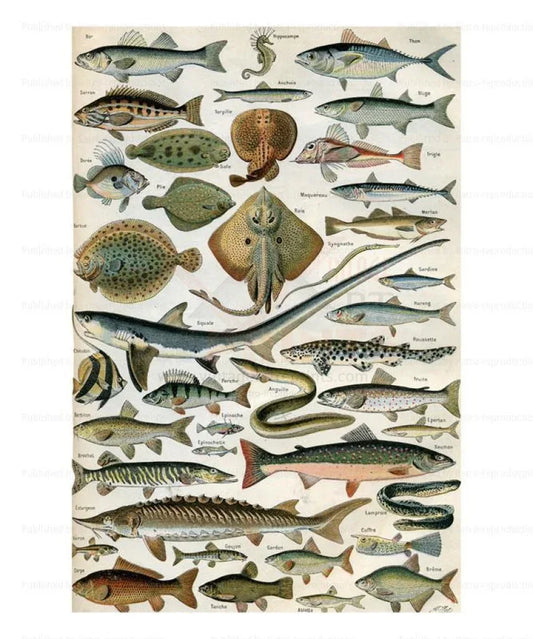 Ocean Fish - Poissons - VINTAGEARTREPRINTS.COM