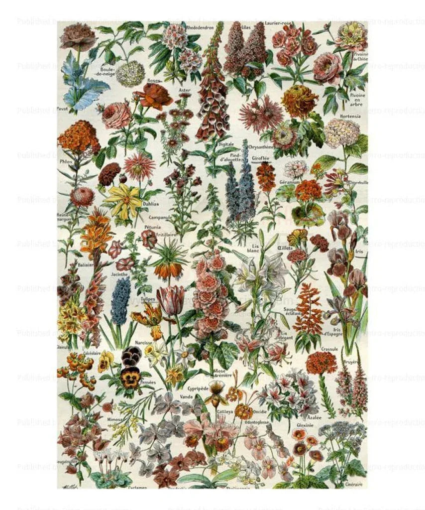 Flowers - Fleurs - VINTAGEARTREPRINTS.COM