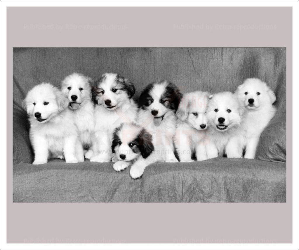 France Pyrenees Puppies - Vintage Art, canvas prints