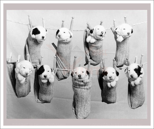 Hang out to Dry - Vintage Art, canvas prints