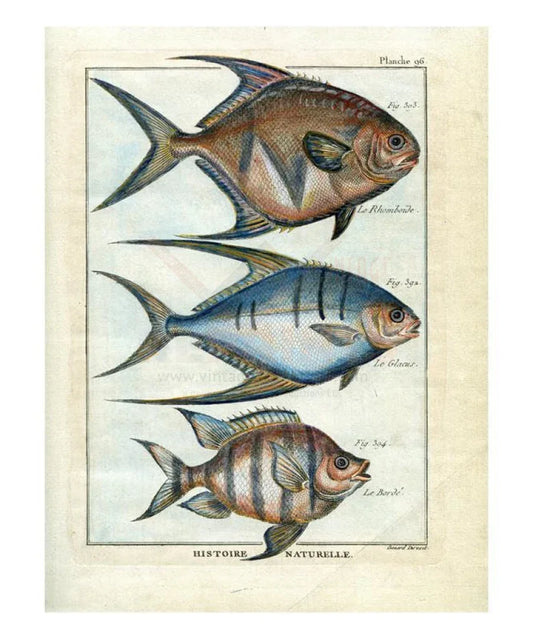 Histoire Naturelle - Fish - VINTAGEARTREPRINTS.COM