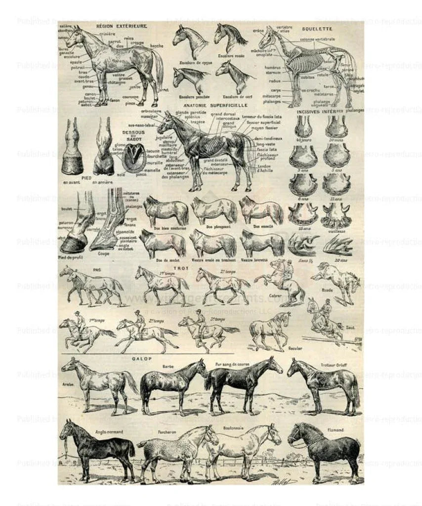 Horses - Chevaux - VINTAGEARTREPRINTS.COM