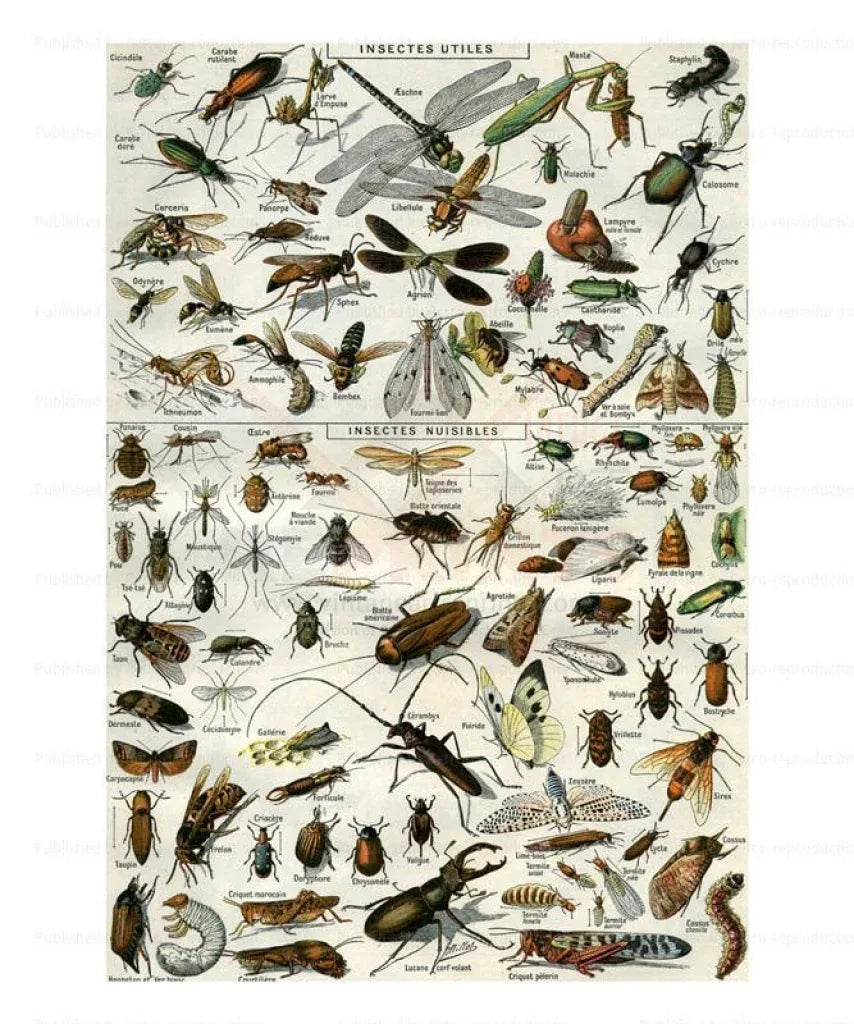 Insects & other Bugs - VINTAGEARTREPRINTS.COM