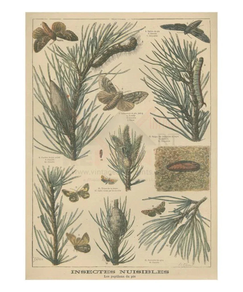 Destructive butterflies & Moths - Insectes nuisibles - VINTAGEARTREPRINTS.COM