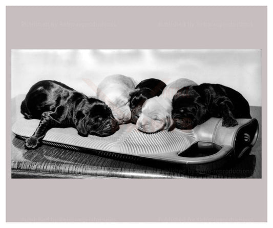 Just born Puppies - Vintage Art, canvas prints