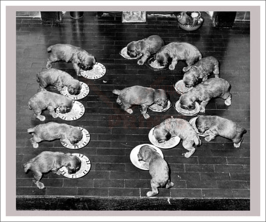 Lapping it Up - Vintage Art, canvas prints