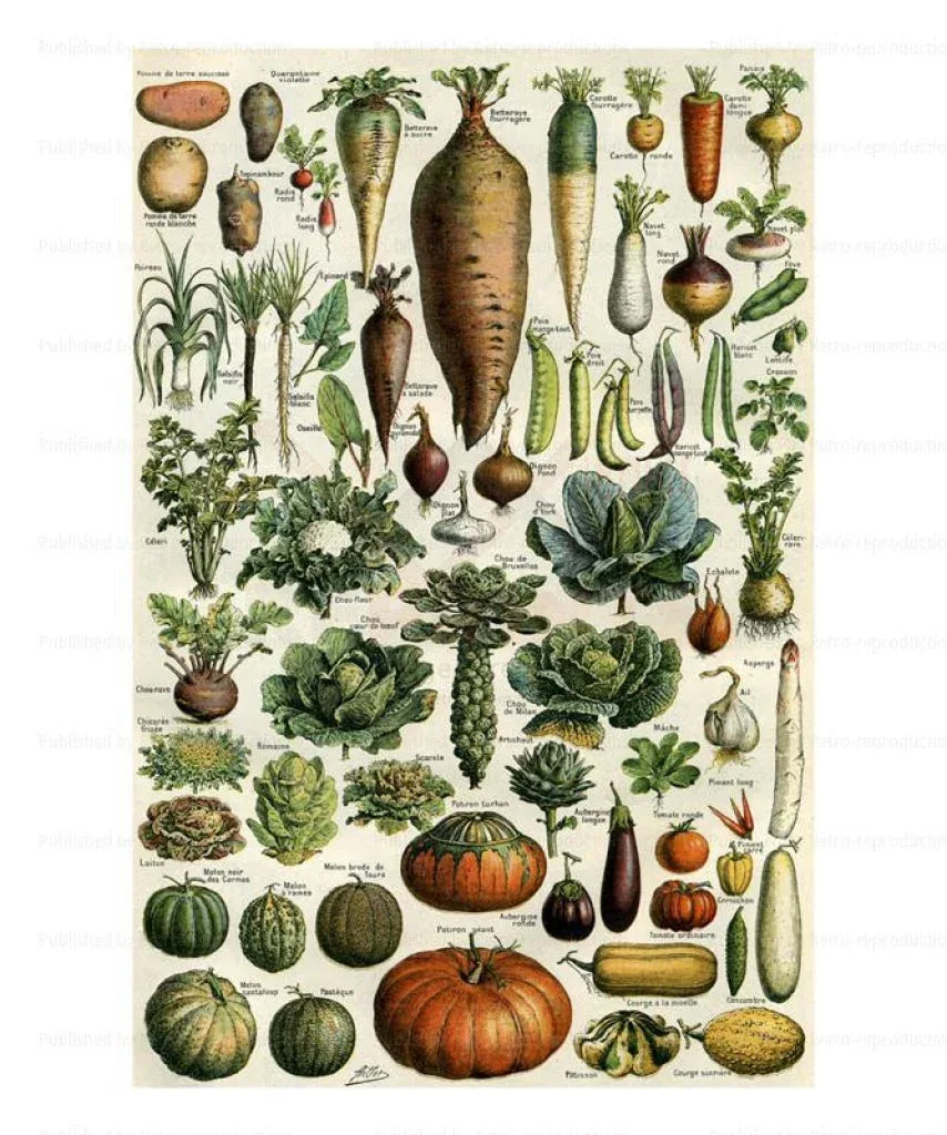 Vegetables & Pod Fruits - VINTAGEARTREPRINTS.COM