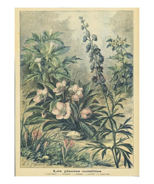 Les Plantes Nuisibles (Destructive) - VINTAGEARTREPRINTS.COM