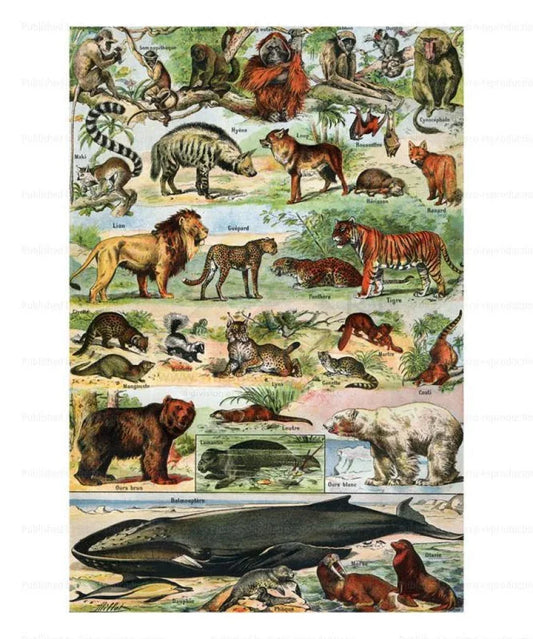 Exotic Mammals #1 - VINTAGEARTREPRINTS.COM