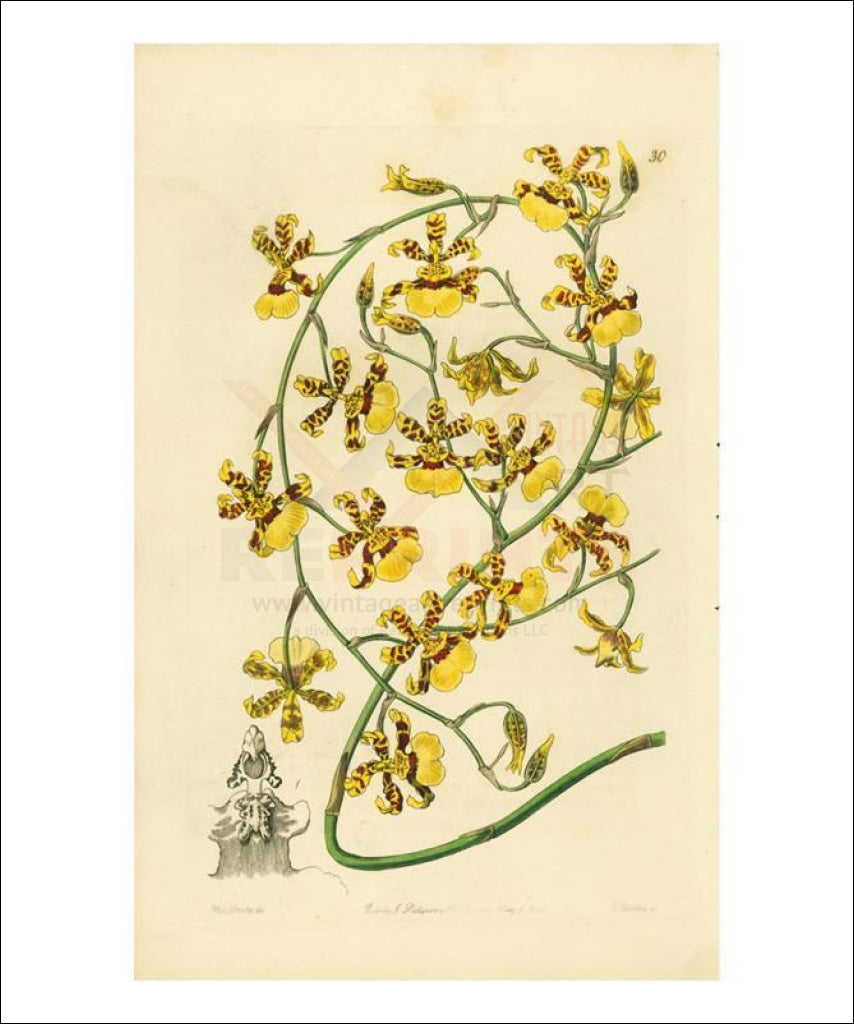 Miss Drake #3, plant, art print - Vintage Art, canvas prints