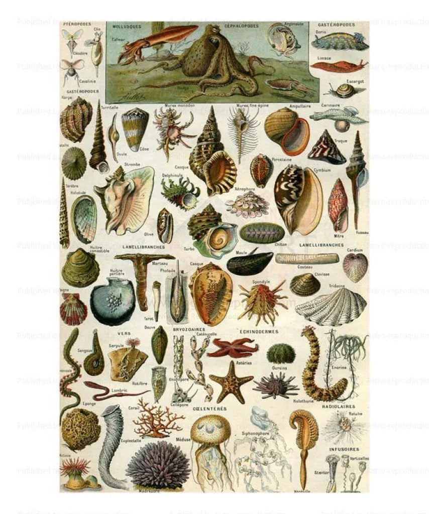 Seashells - VINTAGEARTREPRINTS.COM