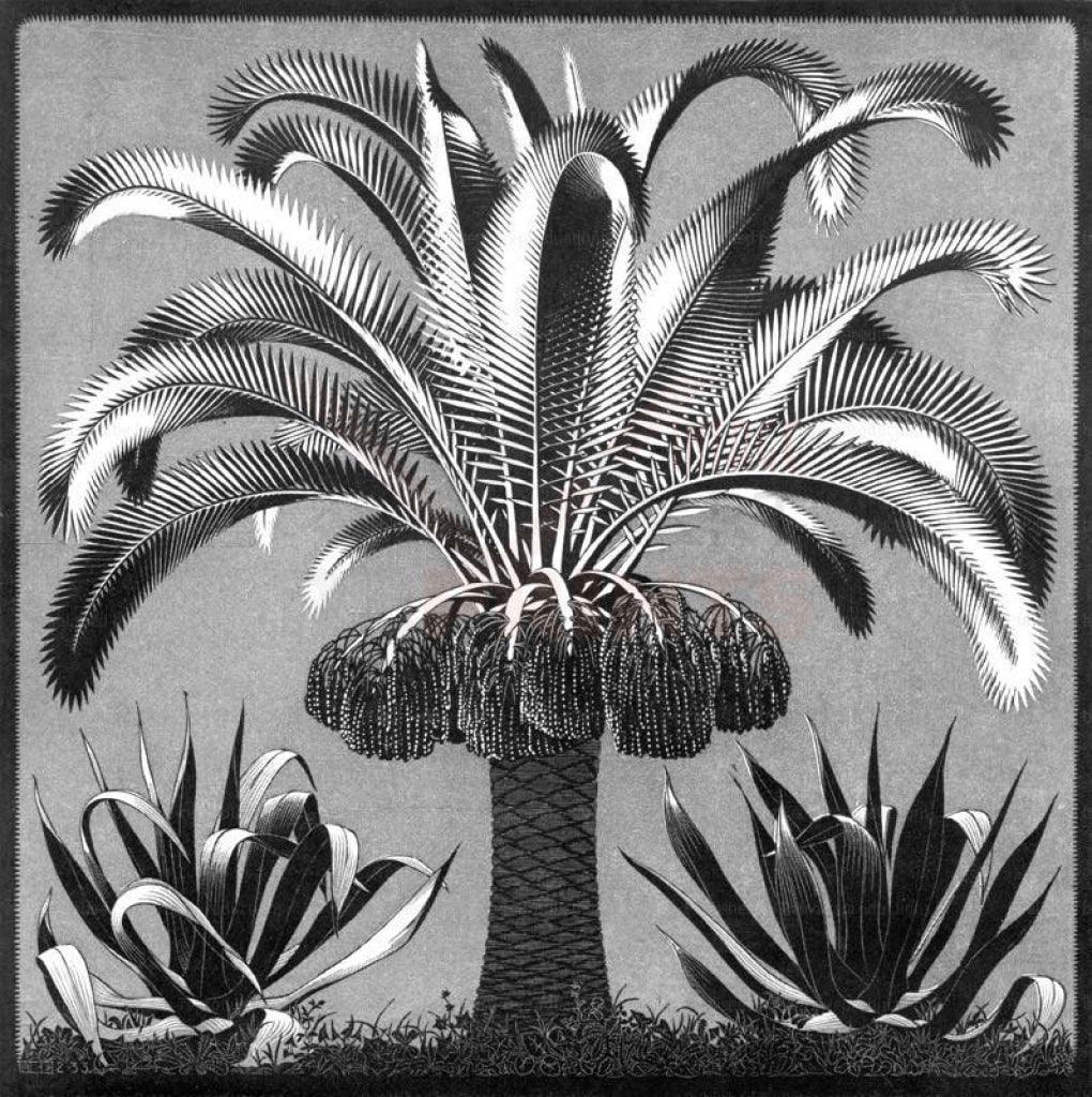 Pygmy Date Palm Tree, 1933 - VINTAGEARTREPRINTS.COM