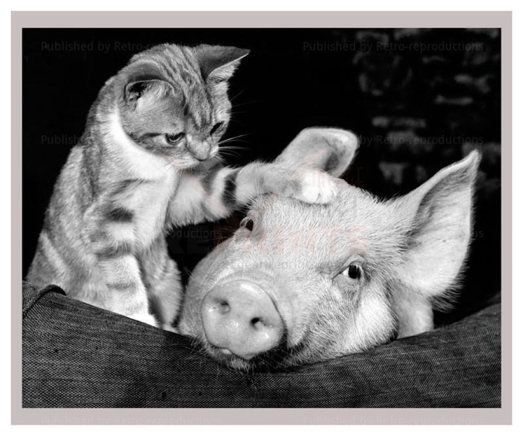 Paws for Thoughts - Vintage Art, canvas prints